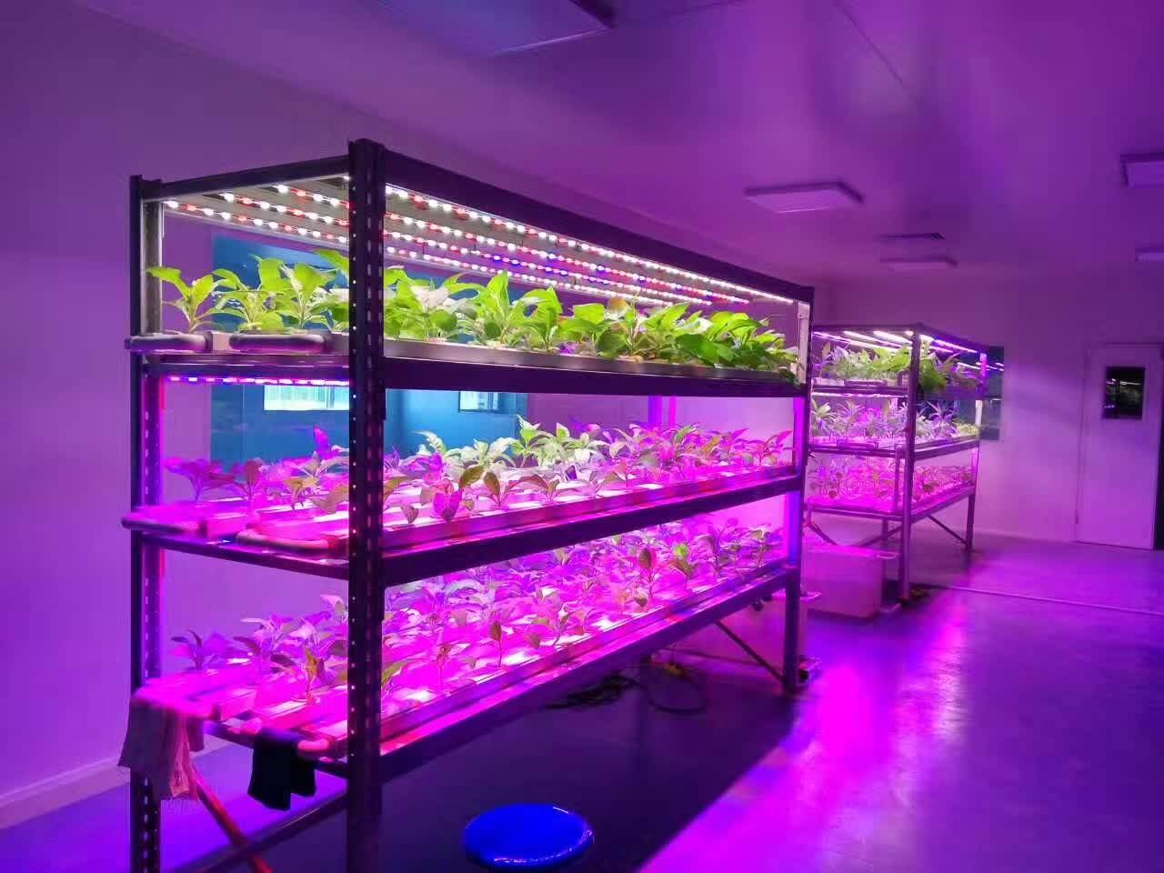 <b>LED植物生长灯8个知识点</b>