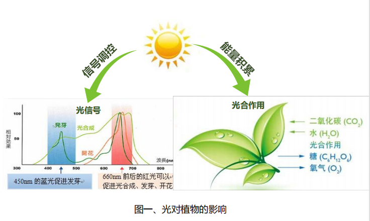 <b>光在植物生长中的作用</b>